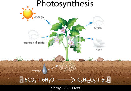 Photosynthesis explanation science diagram Stock Vector