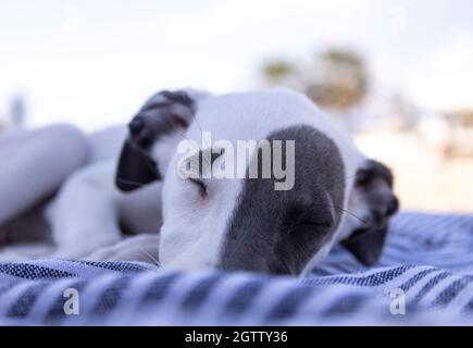 Cute pet whippet puppy resting at beach Stock Photo