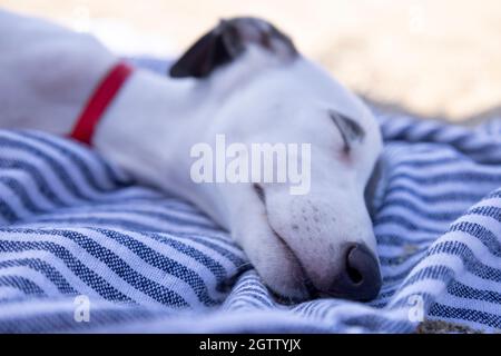Cute pet whippet puppy resting at beach Stock Photo