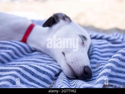 Cute pet whippet puppy resting at beach Stock Photo