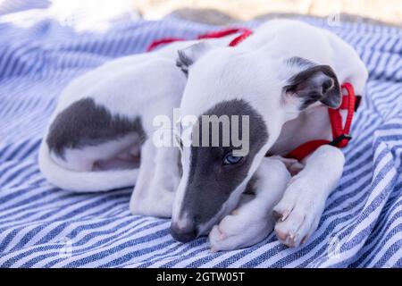 Cute pet whippet puppy resting at beach Stock Photo
