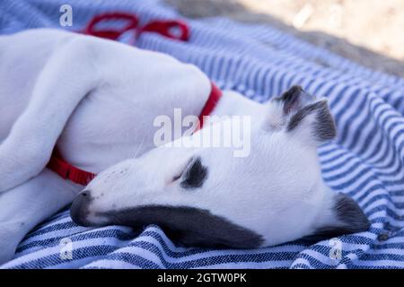 Cute pet whippet puppy resting at beach Stock Photo