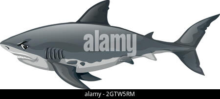 Wild shark on white background Stock Vector