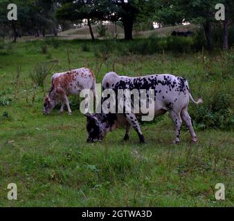 Indian humped cattle (Bos taurus indicus) at the Döberitzer Heide Stock Photo