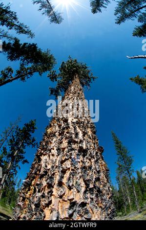 Ponderosa pine vertical wide angle shot, south-central Idaho Stock Photo