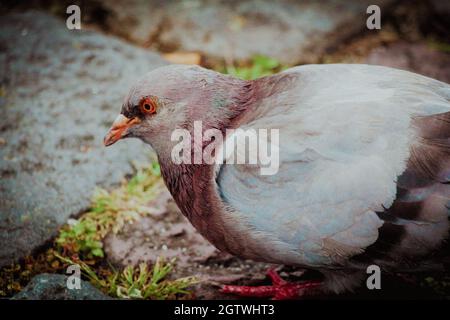 Red head chicken hi-res stock photography and images - Alamy