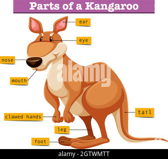 Diagram showing different parts of Kangaroo illustration Stock Vector ...