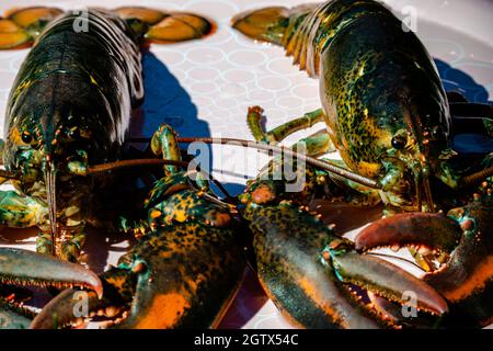 Closed-up isolated lobsters alive in the plate Stock Photo