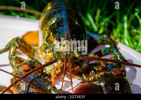 Closed-up isolated lobsters alive in the plate Stock Photo