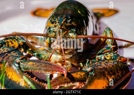 Closed-up isolated lobsters alive in the plate Stock Photo