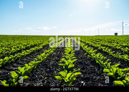 Straight rows of sugar beets growing in a soil in perspective on an agricultural field. Sugar beet cultivation. Young shoots of sugar beet Stock Photo