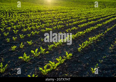 Straight rows of sugar beets growing in a soil in perspective on an agricultural field. Sugar beet cultivation. Young shoots of sugar beet Stock Photo