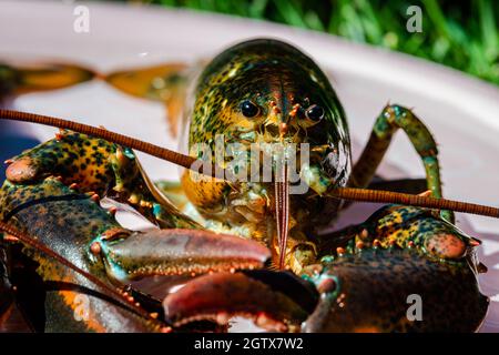 Closed-up isolated lobsters alive in the plate Stock Photo