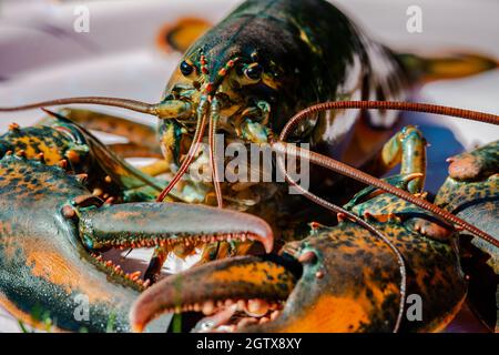 Closed-up isolated lobsters alive in the plate Stock Photo