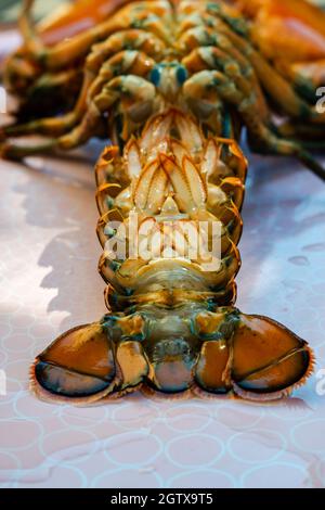 Closed-up isolated lobsters alive in the plate Stock Photo