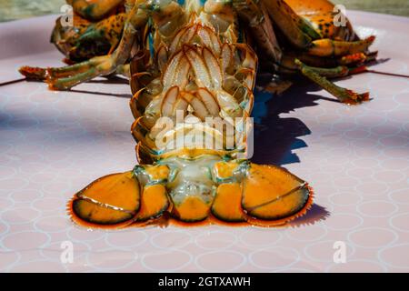 Closed-up isolated lobsters alive in the plate Stock Photo