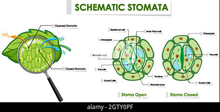 Diagram showing schematic stomata Stock Vector