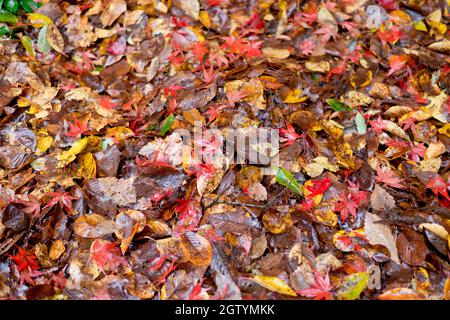 Wet autumn leaves on the ground in Japan Stock Photo