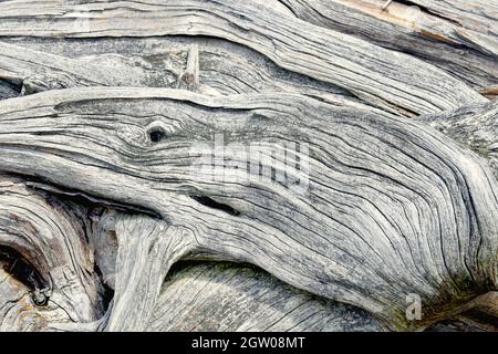 A whale image hidden in driftwood. Background driftwood. Weathered wood. Stock Photo