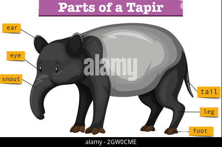 Diagram showing parts of tapir Stock Vector