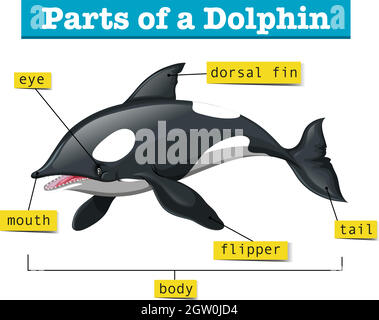 Diagram showing parts of dolphin Stock Vector