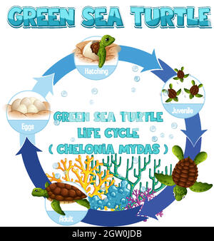 Diagram showing life cycle of Turtle Stock Vector