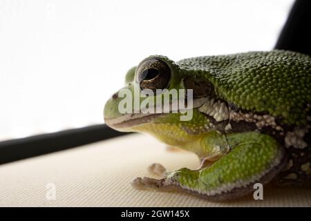 Macro American green tree frog Hyla cinerea Stock Photo