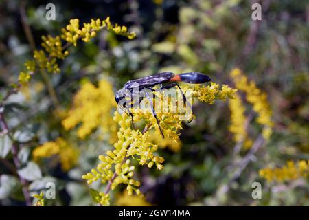 Macro black Common Thread-waisted Wasp (Eremnophila aureonotata) on yellow flower on sunny day Stock Photo