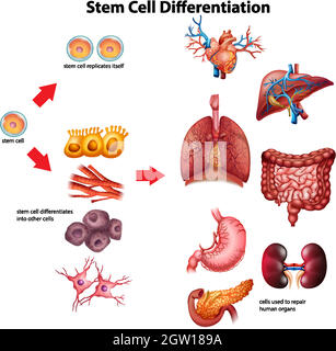 Stem cell differentiation diagram Stock Vector