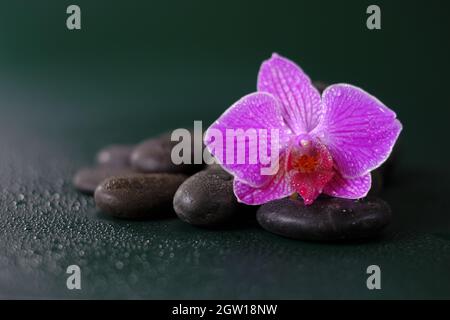 Spa and wellness . Orchid flower and massage stones in water drops on a green background Stock Photo