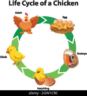 Diagram showing life cycle of chicken Stock Vector