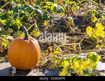 Pumpkins on a farm during the fall harvest on a sunny fall day in Wexford, Pennsylvania, USA Stock Photo
