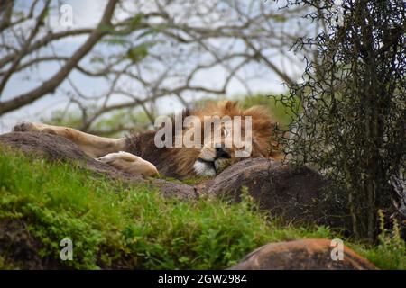 Sleeping Male Lion On Hill