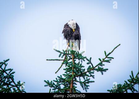 Sitka Alaska, Bald Eagle Stock Photo