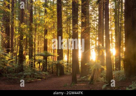 The light of the setting sun streams between the trunks of California redwood trees in Whakarewarewa Forest, Rotorua, New Zealand Stock Photo