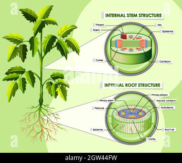 Internal structure of stem diagram illustration Stock Vector Image ...