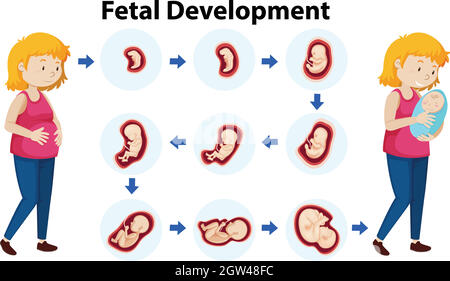 A Vector of Fetal Development Stock Vector