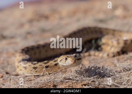 Great Basin Gopher Snake, Coconino county, Arizona, USA. Stock Photo