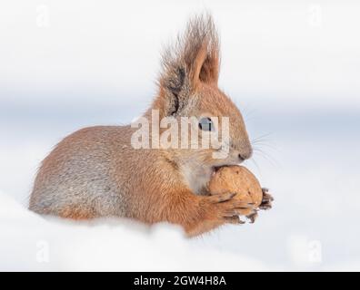 Tamia Sciurus hudsonicus red squirrel on white snow. On a sunny frosty winter day. Stock Photo