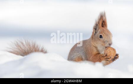 Tamia Sciurus hudsonicus red squirrel on white snow. On a sunny frosty winter day. Stock Photo
