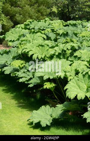 Gunnera Tinctoria, Giant rhubarb leaves Stock Photo