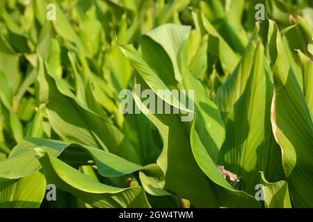 Turmeric crop cultivation field in India. Turmeric is a flowering plant, Curcuma longa of the ginger family Stock Photo