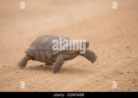 Desert Tortoise, Gopherus agassizii, Sonoran desert, Arizona Stock Photo