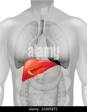 Human liver in body Stock Vector