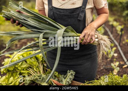 Woman holding fresh shallots in her vegetable garden. Self-sustainable female farmer arranging fresh vegetables into a crate. Young organic farmer har Stock Photo