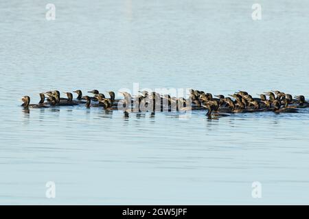 A large flock of Little Black Cormorants (Phalacrocorax sulcirostris) hunting for fish in a lake in eastern Australia Stock Photo