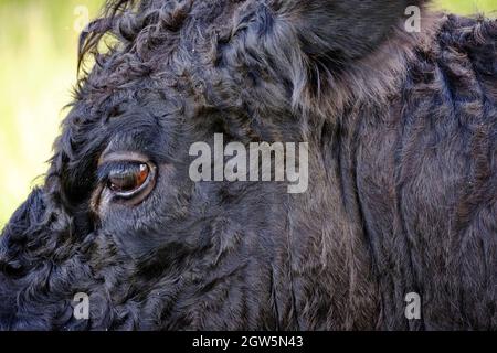 Close-up Of A Part Of Head Of A Black Highland Cattle Cow In Very Tall Grass. A Black Coated One.
