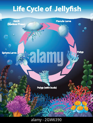 Diagram showing life cycle of jellyfish Stock Vector