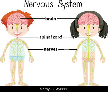 Nervous system of boy and girl Stock Vector