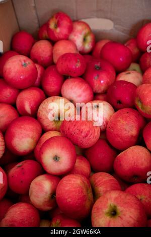 A crate of luscious red English eating apples picked from a garden in suburban London. Stock Photo